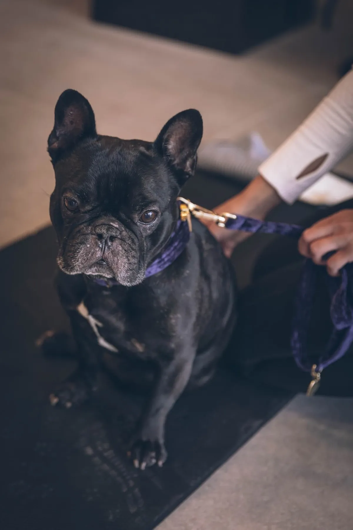 Bulldog anglais recevant un soin ostéopathique