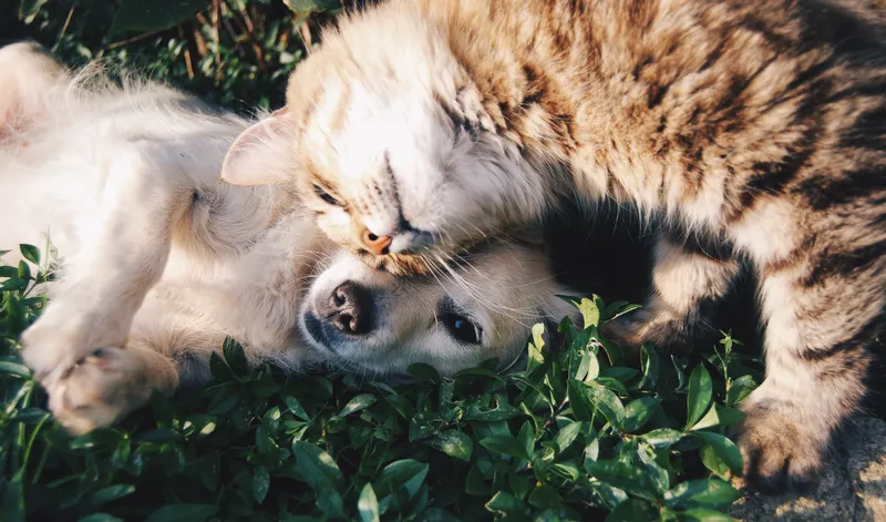 Chien et chat ensemble représentant les consultations pour ces animaux