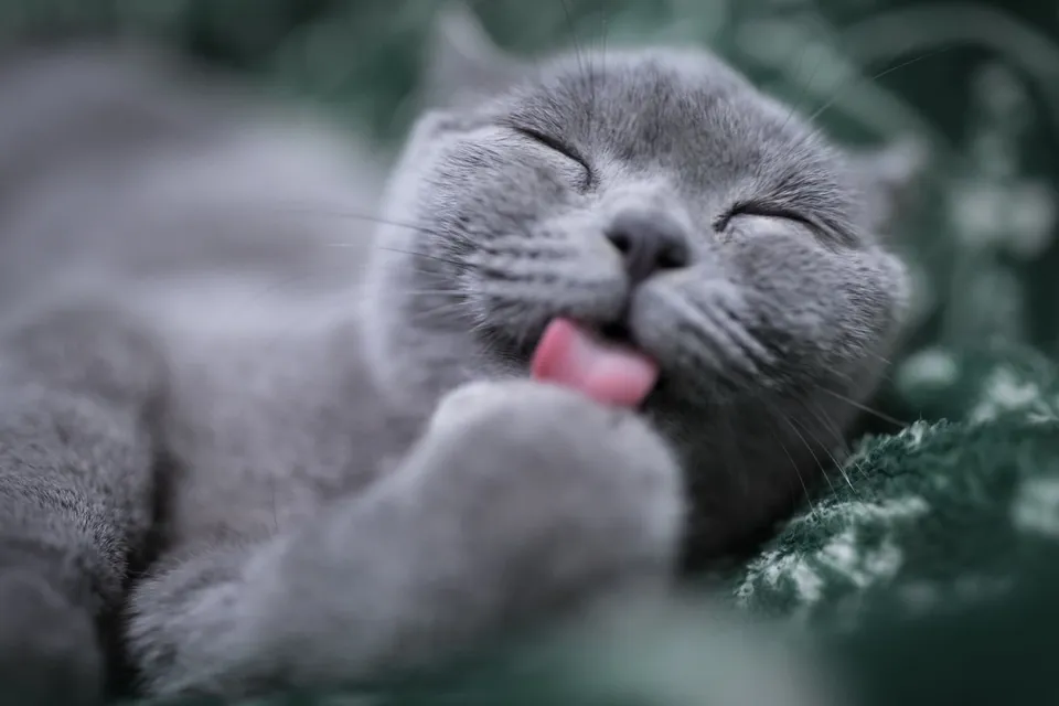 un chat