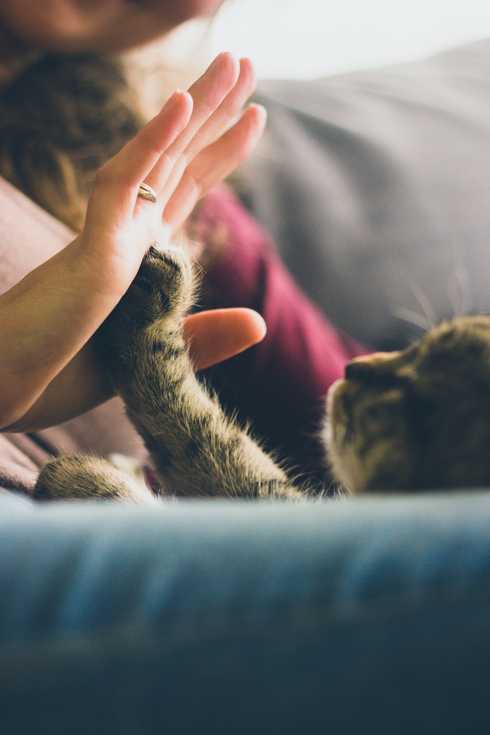 high five with yougn cat