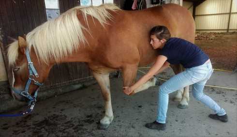osteopathe with horse