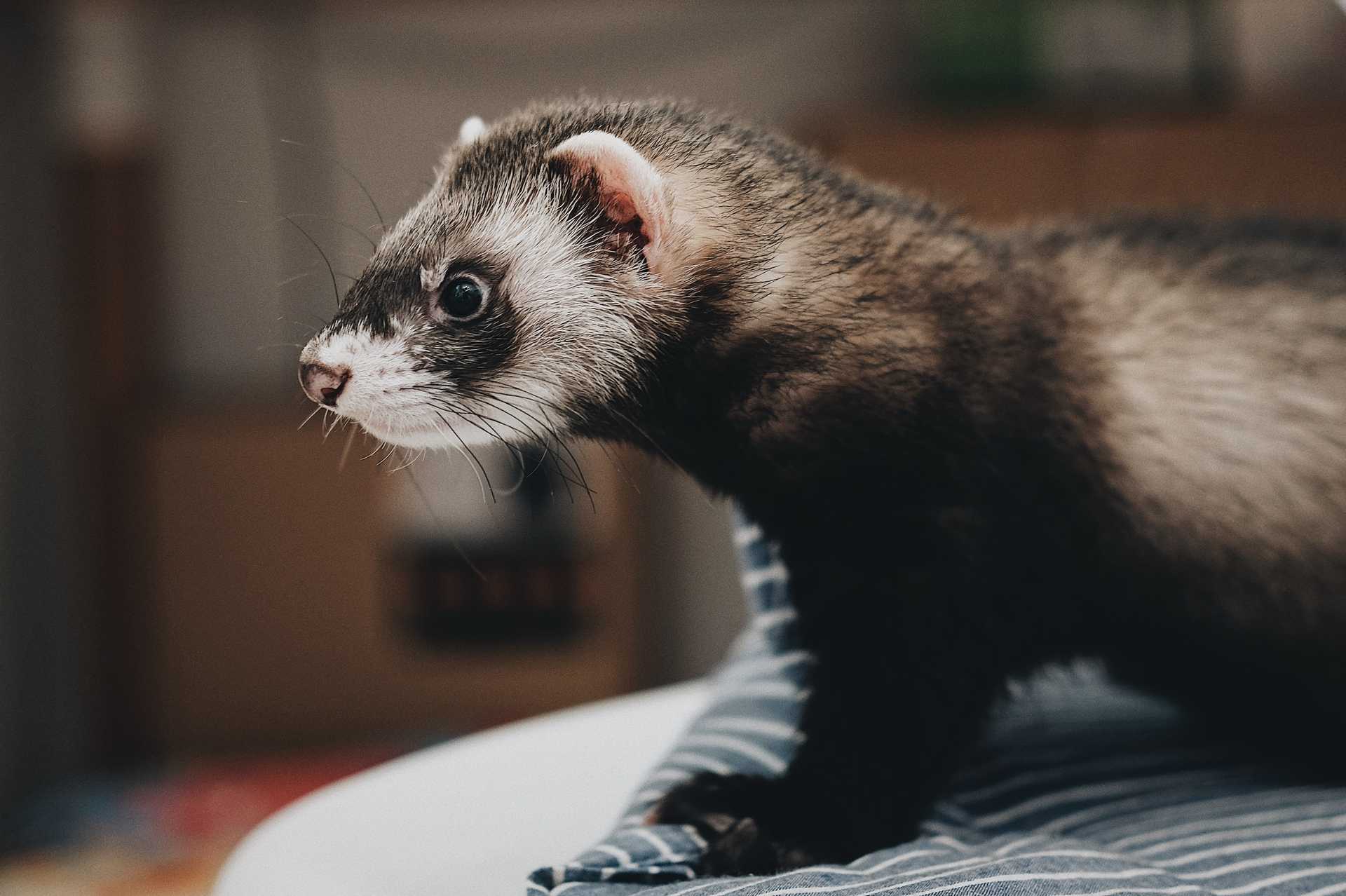 furet